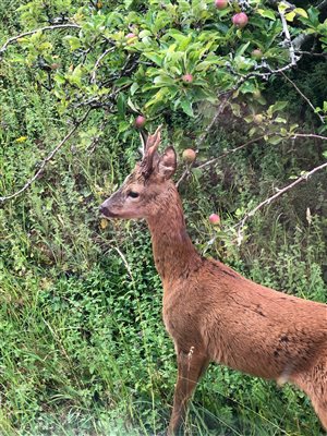 Roe deer eating apples in garden